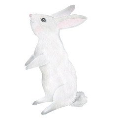 Watercolor grey rabbit, hare isolated illustration on white background