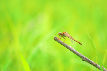 Dragonflies rest on the dry branches