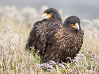 Adult with typical yellow skin in face. Striated Caracara or Johnny Rook, protected, endemic to the Falkland Islands.