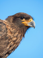 Adult with typical yellow skin in face. Striated Caracara or Johnny Rook, protected, endemic to the Falkland Islands.