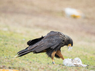 Adult with typical yellow skin in face. Striated Caracara or Johnny Rook, protected, endemic to the Falkland Islands.