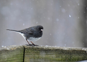 Male Slate-colored Dark-eyed Junco standing in a snowstorm