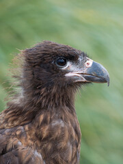 Juvenile with typical pale skin in face. Striated Caracara or Johnny Rook, protected, endemic to the Falkland Islands.