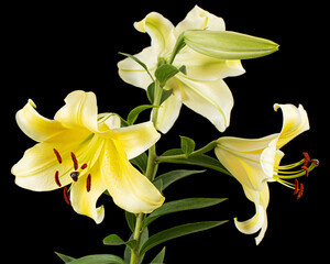 Flower of yellow oriental lily, isolated on black background
