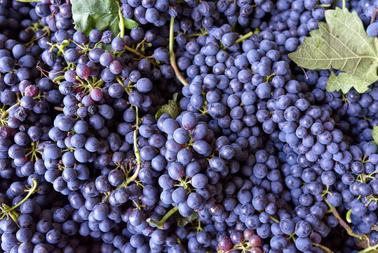 Uvas para vino , 
grapes wine