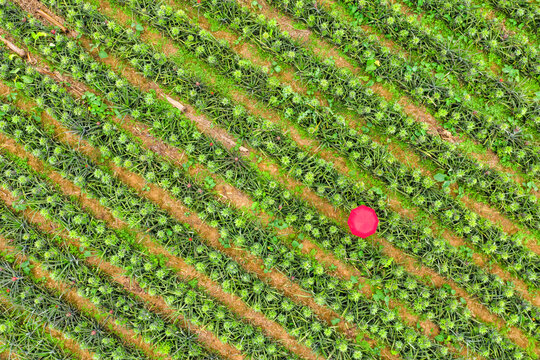 Aerial view of a person with a red umbrella standing in a pineapple garden near Madhupur city,  Dhaka, Bangladesh.