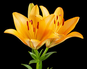 Orange flower of asian lily, isolated on black background