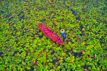 Aerial view of a person harvesting in the swamp pink lilies used as vegetables for cooking fish, Wazirpur, Barisal district, Bangladesh.