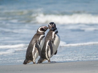 Magellanic Penguin, Falkland Islands.