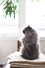 Portrait of grey Chantilly Tiffany cat sitting on a blanket in front of big bright window looking...