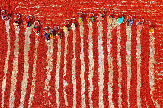 Aerial view of few people working in farm picking red chilli in a field, Sariakandi, Rajshahi province, Bangladesh.