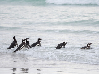 Magellanic Penguin, Falkland Islands.