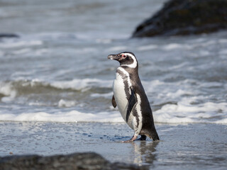 Naklejka premium Magellanic Penguin, Falkland Islands.