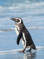 Magellanic Penguin, Falkland Islands.