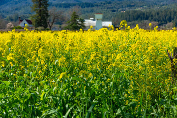 Closeup daytime photo of a field of mustard flower growing in a vineyard in Napa Valley, California. Yellow rows of flowers leading to a white water tower in the distance with green hills and blue sky