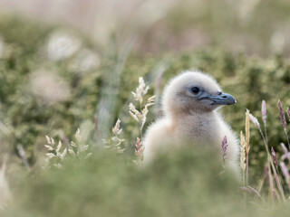 Falkland skua or brown skua chick. They are the great skua of the southern polar and subpolar region, Falkland Islands.