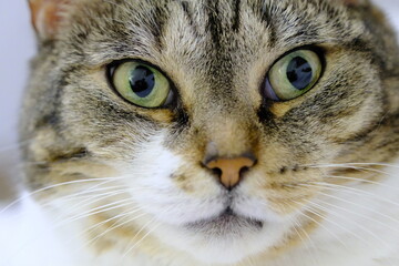 Resting tabby cat with green eyes indoors