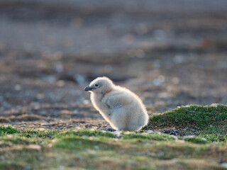 Falkland skua or brown skua chick. They are the great skua of the southern polar and subpolar region, Falkland Islands.