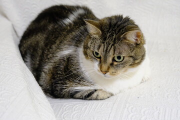 Resting tabby cat with green eyes indoors