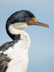 Imperial Shag, Falkland Islands.