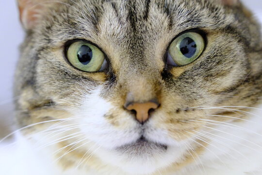 Portrait of a three quarter cat with large green eyes, three color triggers and white chest. Sitting on a white blanket