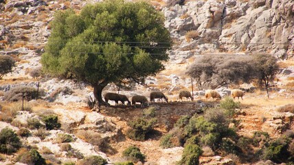 Owce pasące się pod drzewem