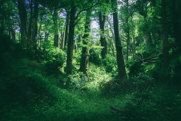 Obraz premium forest in the morning