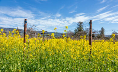 Fototapeta na wymiar Closeup daytime photo of bright, yellow mustard flowers growing between rows of vines in a vineyard in Napa Valley, California.