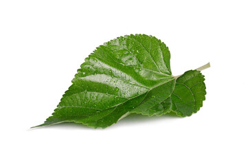 Mulberry leaf isolated on white background