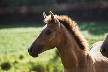 portrait of a horse in the field