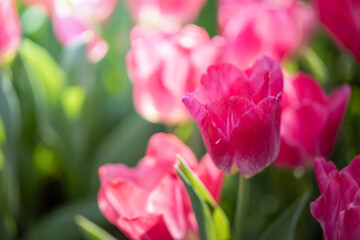 Beautiful bouquet of tulips. colorful tulips. nature background