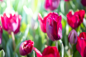Fototapeta premium Beautiful bouquet of tulips. colorful tulips. nature background