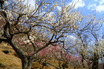 湯河原梅林の梅の花　神奈川県