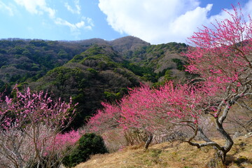湯河原梅林の梅の花　神奈川県