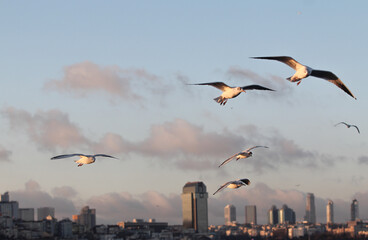 istanbulda kent görünümü ve doğa beraber
