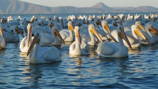 Flock of adorable american white pelicans pelicanos borregones floating on rippling water of lake Chapala surrounded by mountains in sunlight in island of Petatan, Michoacan, Mexico
