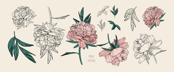 Set of vector vintage peonies with dark strokes on a brown background. Soft pink and black and white flowers. Imitation of a hand drawing on old craft paper. Elements for packaging and banners design. © helen_tereshina