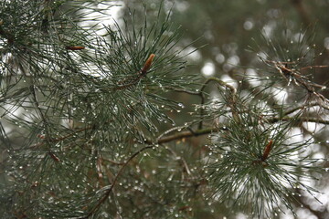 branches of a pine