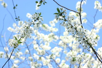 Fototapeta premium blossoming apple tree in spring