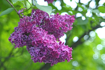 Obraz premium lilac flowers in the garden