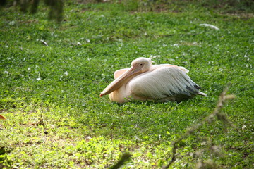 white pelican in the grass