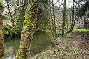 Obraz premium Mossy water stream in Oregon rainy forest 
