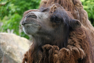 Fototapeta premium portrait of a camel
