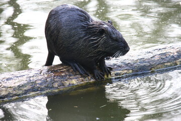 beaver at the water