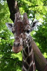 portrait of a giraffe