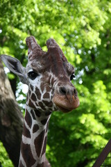 portrait of a giraffe