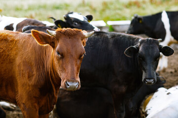 Obraz na płótnie Canvas cows in the field