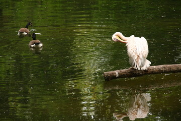 pelicans on the lake