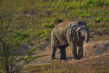 An elephant that drives secret secretions from the gland opening on the side of the elephant's temple Sometimes referred to as "oil elephant"
