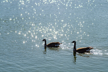 Two Canadian geese swim in Lake Elizabeth, Fremont